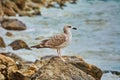 Seagull Resting on Stone Royalty Free Stock Photo