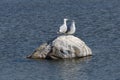 Seagull resting on a sunny day on a small stone in the Gulf of Riga Royalty Free Stock Photo