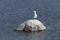 Seagull resting on a sunny day on a small stone in the Gulf of Riga Royalty Free Stock Photo