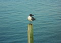 Seagull on a pole Royalty Free Stock Photo