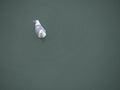 Seagull Resting on Water Royalty Free Stock Photo