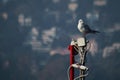 Seagull resting Royalty Free Stock Photo