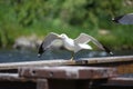 Seagull resting on a wood