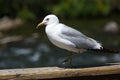 Seagull resting on a wood