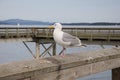 Seagull resting on a wooden bridge