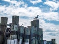 Seagull Resting on Wooden Posts at Dock