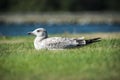 Seagull Resting Royalty Free Stock Photo