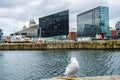 A seagull rests set against Liverpool cityscape at the Liverpool Docks, Port of Liverpool, late on a cloudy afternoon