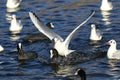 Seagull riding on a coot