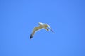 A seagull riding the thermals Royalty Free Stock Photo