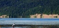 Seagull on the river bank against the background of the bank with green trees Royalty Free Stock Photo