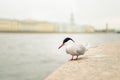 seagull on the river bank in the city Royalty Free Stock Photo