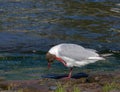Seagull on the river bank Royalty Free Stock Photo