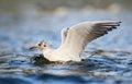 Seagull on the river Royalty Free Stock Photo