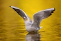 Seagull on the river Royalty Free Stock Photo