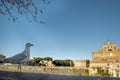 Seagull on the river parapet with a view of Castel Sant\'Angelo. Rome Royalty Free Stock Photo
