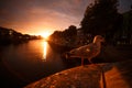 Seagull beside the river during a sunset in Dublin Royalty Free Stock Photo