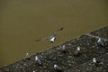 Seagull on River Tiber Royalty Free Stock Photo