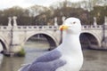 Seagull on river Tiber in Rome, with head turned right and staring Royalty Free Stock Photo