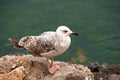 Seagull by the river Royalty Free Stock Photo