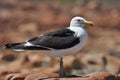 Seagull on a rock