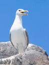 Seagull on the rock Royalty Free Stock Photo