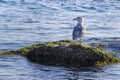 Seagull on a rock Royalty Free Stock Photo