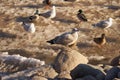 A seagull on a rock against a backdrop of birds on a frozen river. Royalty Free Stock Photo