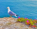 Seagull on a rock at the atlantic ocean Royalty Free Stock Photo