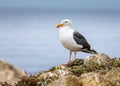 Seagull on a Rock at the Beach Royalty Free Stock Photo