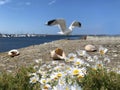 Seascape Wildflowers daisy seashell and wild flowers on stone at beach sea water splash and on horizon yach club harbor blu