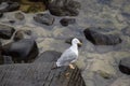 Seagull on a rock by the beach Royalty Free Stock Photo
