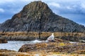 Seagull on Rock at beach Royalty Free Stock Photo