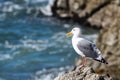 Seagull on rock in Bodega Bay area along Northern California`s rugged coast, Sonoma County Royalty Free Stock Photo