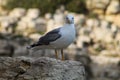 A seagull looking camera Royalty Free Stock Photo