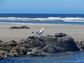 Seagull on rock on Northwest Oregon Coast beach Royalty Free Stock Photo