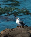 Seagull on a rock in the ocean Royalty Free Stock Photo