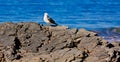 Seagull rock ocean Royalty Free Stock Photo