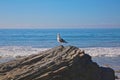 Seagull rock ocean Royalty Free Stock Photo