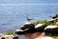 Seagull on a rock on the river bank on a sunny day. The river bank Royalty Free Stock Photo