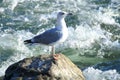 Seagull on the rock in river Royalty Free Stock Photo