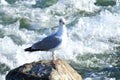 Seagull on the rock in river Royalty Free Stock Photo