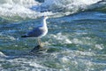 Seagull on the rock in river Royalty Free Stock Photo