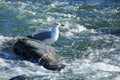 Seagull on the rock in river Royalty Free Stock Photo