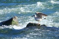 Seagull on the rock in river Royalty Free Stock Photo