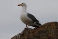 Seagull on rock at sea Royalty Free Stock Photo