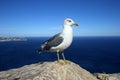 Seagull on a rock by the sea Royalty Free Stock Photo