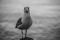 Seagull on the rock