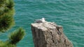 Seagull on the rock