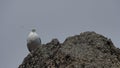 Seagull on the rock